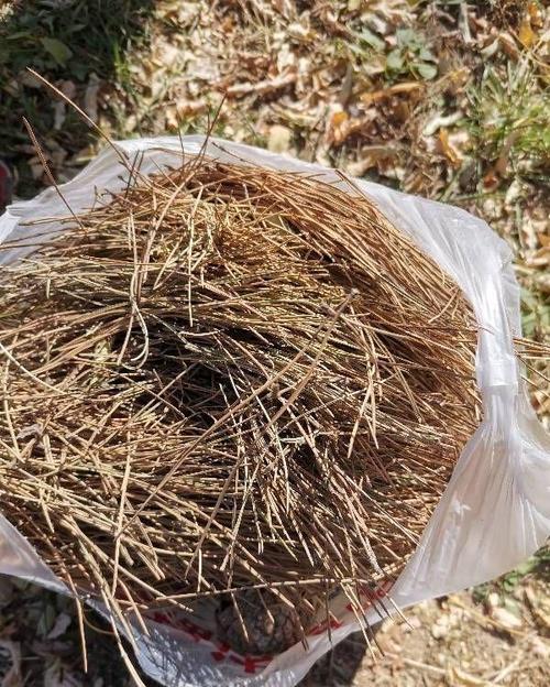 开水烫过的松针能直接种花吗（自然发酵混合堆肥表层覆盖）