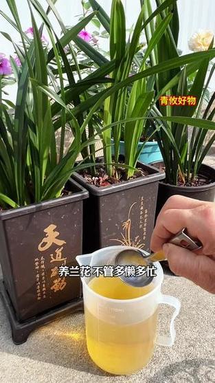 兰灵王养兰花的正确使用方法(兰灵王根部营养液使用要点稀释浇灌与季节调控) 兰灵王养兰花的正确使用方法(兰灵王根部营养液使用要点稀释浇灌与季节调控)