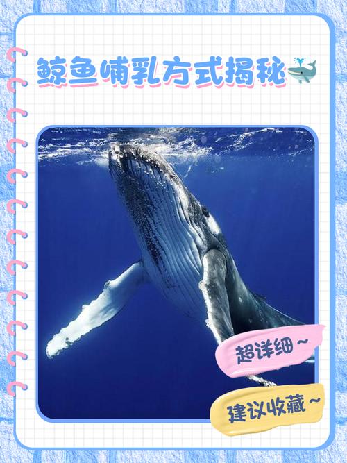 白鲸能养在海洋馆里吗（海洋馆白鲸福利改革从圈养到保护区的探索）