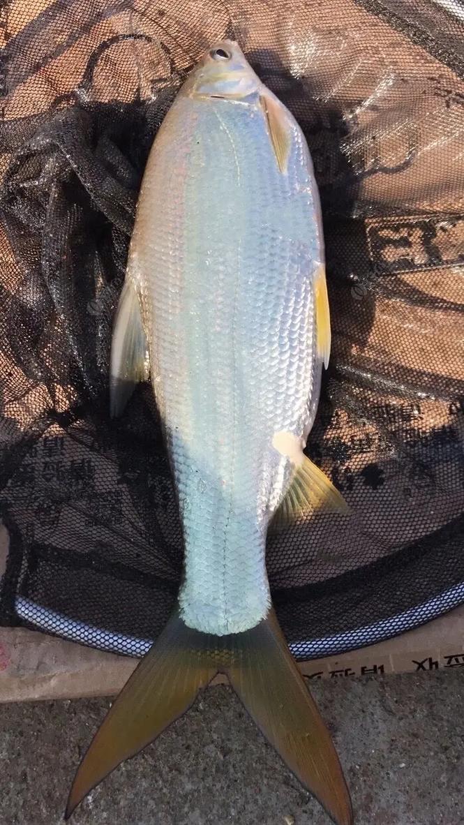 像黄尾的是什么鱼(黄尾鲴特征与习性繁殖养殖要点及水域管理)