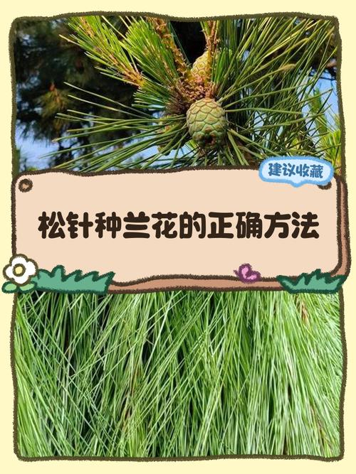 松针不发酵可以种花吗(发酵到位杀菌控酸混介质比例)