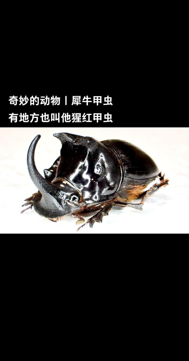 犀牛甲虫是独角仙吗(科普与保护要点)