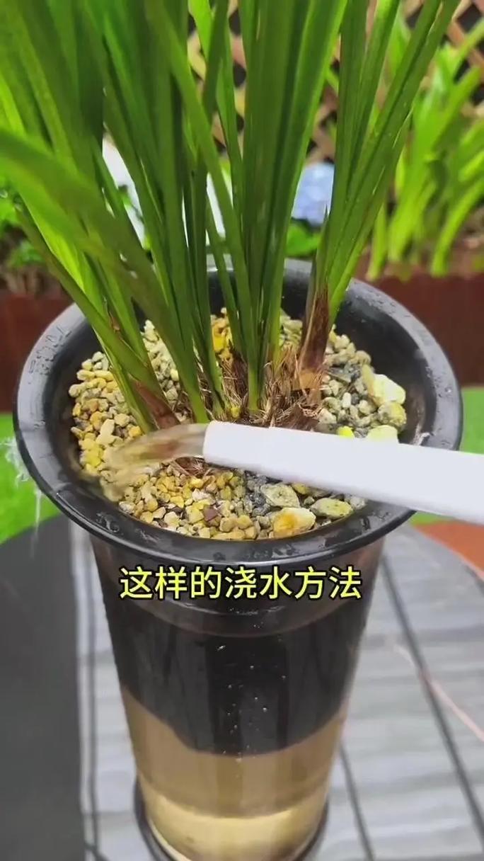 兰花几天浇水的正确方法（按季节基质温度调控，避免积水）