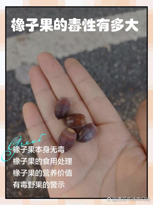 橡子树的果实能吃吗（橡果可食，但要去壳浸泡煮沸后再磨粉烘焙）