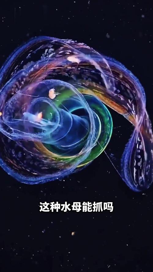 观赏性小水母有毒吗（青岛海滩粉色水母常现请保持距离避免蜇伤及急救要点）