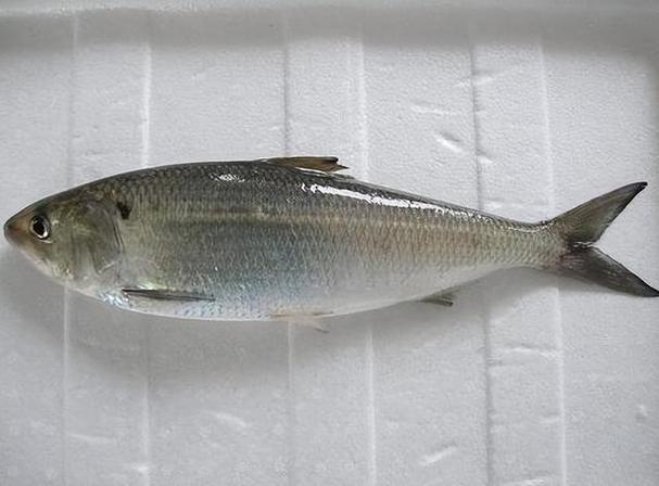 耐养淡水鱼养不死（新手耐养淡水鱼养法要点稳水稳温有过滤慢换水）