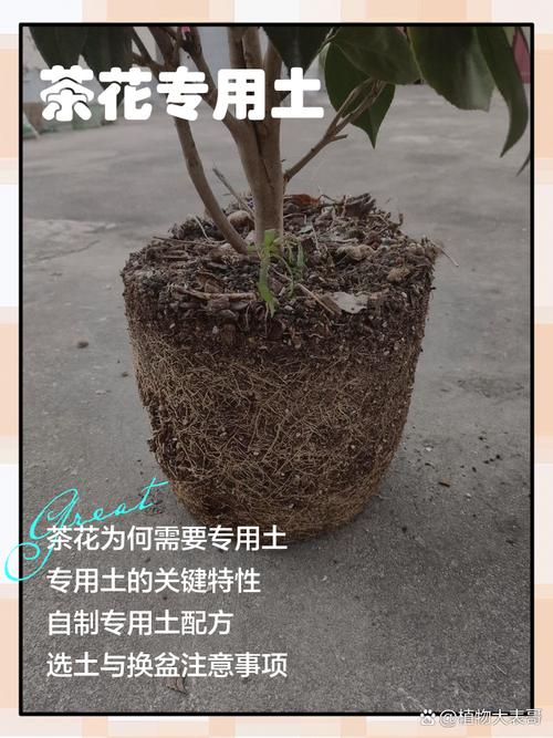 花卉种植土怎么配(花卉自制营养土配方3-2-2-2-1,透气保水) 花卉种植土怎么配(花卉自制营养土配方3-2-2-2-1,透气保水)