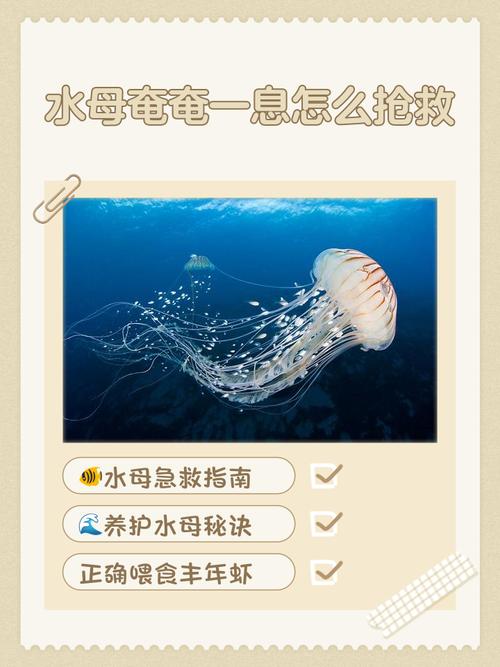 海里捞的水母能养活吗（家庭养水母须稳定海水条件初学者慎选耐养品种）