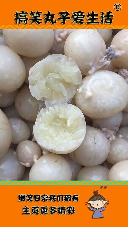 八爪鱼里面的大米是什么(清洗要点与烹调风味指南)