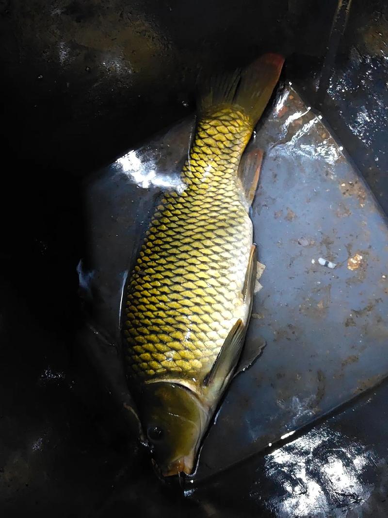 晚上下雨天鲤鱼好钓吗（察水信号靠岸浅水觅食）