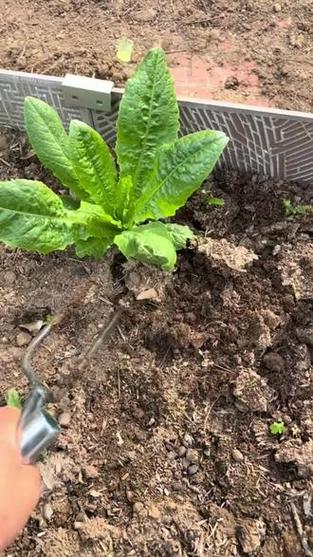 种花需要松土吗(保持土壤呼吸,防板结,选对基质)