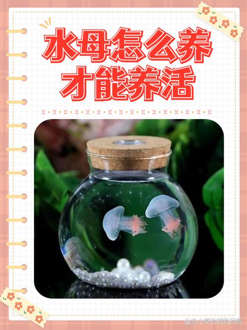 从海洋馆买回来的水母怎么养（家养水母养护要点安静过渡缸控光控流盐温换水）