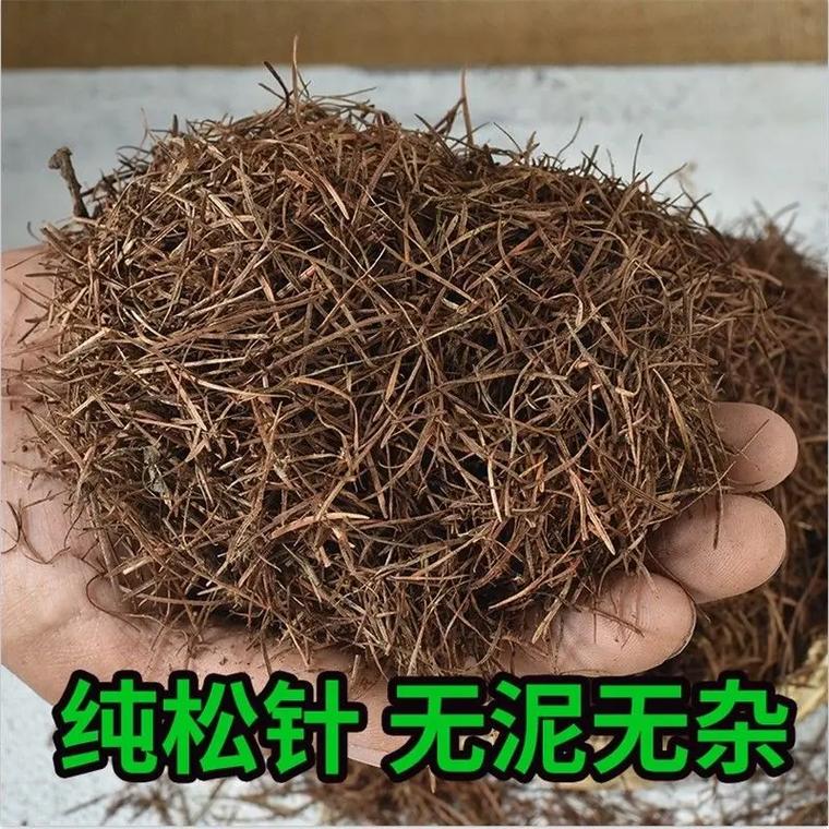 松针不腐熟能养君子兰吗（君子兰基质怎么配腐熟松针腐叶土河沙7比1比1透气保水）