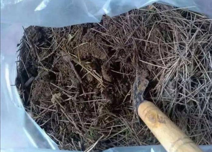 松针埋土里多久会腐烂（自然堆沤快速发酵密封发酵指南与判定标准）