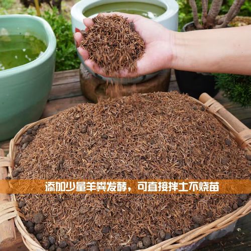 发酵的纯松针有保质期吗(松针保鲜要点干燥通风冷藏更久发酵茶酒存储) 发酵的纯松针有保质期吗(松针保鲜要点干燥通风冷藏更久发酵茶酒存储)