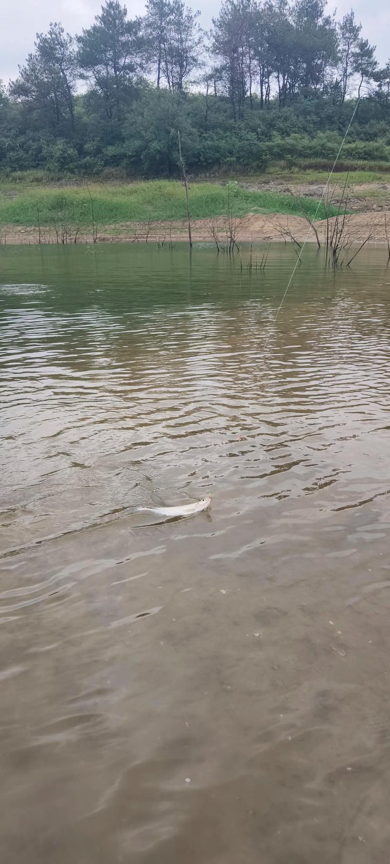 秋季下雨天鲤鱼好钓吗(天气决定节奏,选位与饵料要点) 秋季下雨天鲤鱼好钓吗(天气决定节奏,选位与饵料要点)