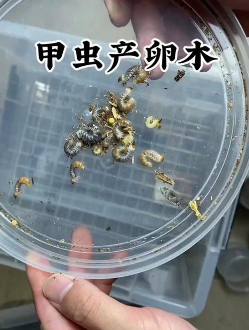 甲虫幼体能带到学校吗(校园科普要合规开展,避免携带昆虫幼体,优选标本与虚拟仿真)