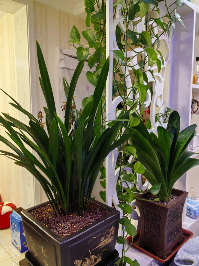 泥炭土和松针土哪个养花好（泥炭与松针混合，按玫瑰杜鹃兰花需求调配）