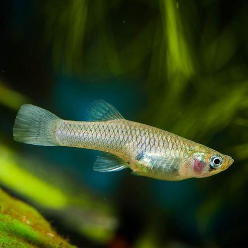 小型热带鱼养护要点：以缸内稳定为核心