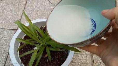 淘米水种花的正确方法（稀释比例禁区与适用植物）