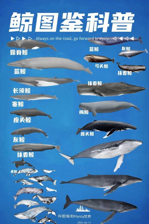 鲸鱼有多少种类（须鲸与齿鲸分类及代表种研究挑战与保护前景）