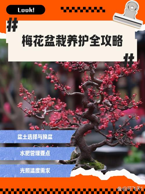 盆栽梅花用松针土可以吗（松针土并非主基质，混合透气控水养花更稳妥）