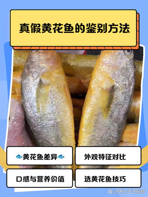 黄花鱼是小黄鱼吗(大黄鱼和小黄鱼区别与选购要点)