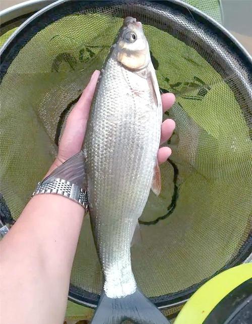 黄尾是什么鱼啊(分布习性投喂与钓法)