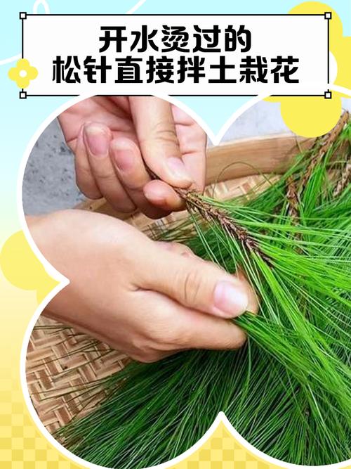 松针直接拌土可以养花吗（松针土使用要点彻底腐熟再混合1比3或3比1控水养花）