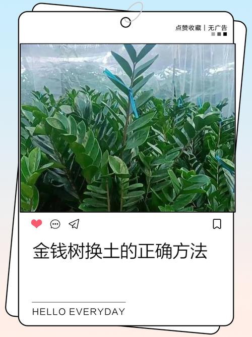 大树下的土种花有养分吗(树下的土也能养花,331混合并消毒发酵就用)