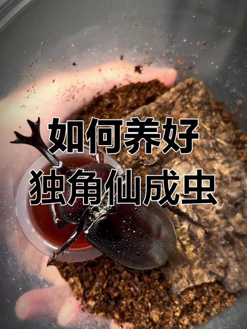 养独角仙有什么好处(温湿度食物多样避强光)