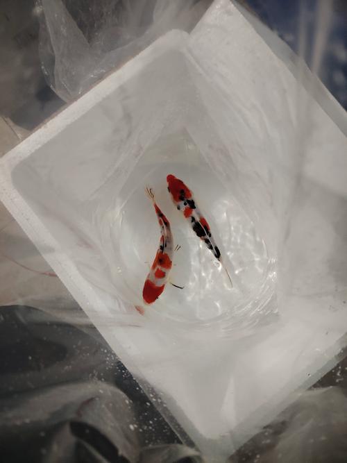 锦鲤鱼苗多久能长大(两年到40cm,水质与喂养要点)