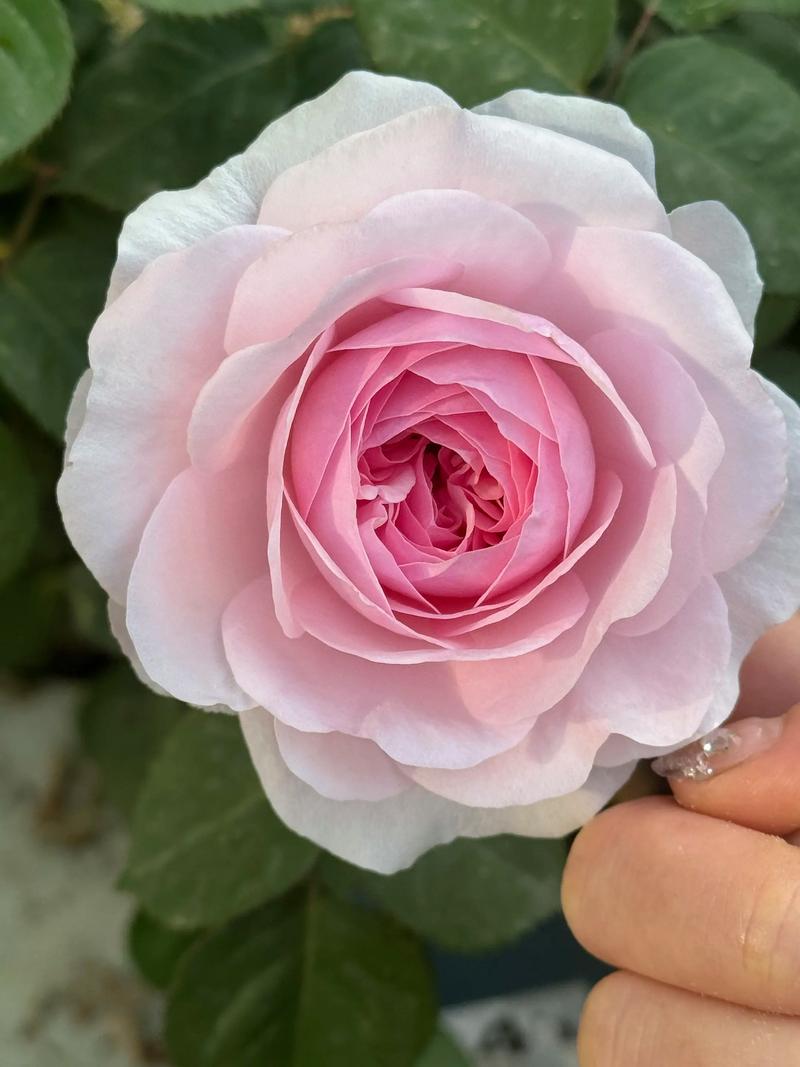 番纯是浓香型月季吗(浓香耐热,选购与嗅香要点)