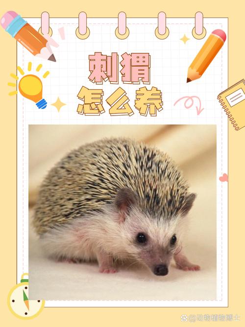 刺猬为什么不能随便养(刺猬是二级保护动物,养前须走正规渠道并评估卫生与成本)