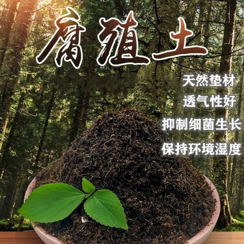 兰花可以用松针腐植土种植吗(松针腐植土做兰花基质,发酵后再栽培要点)