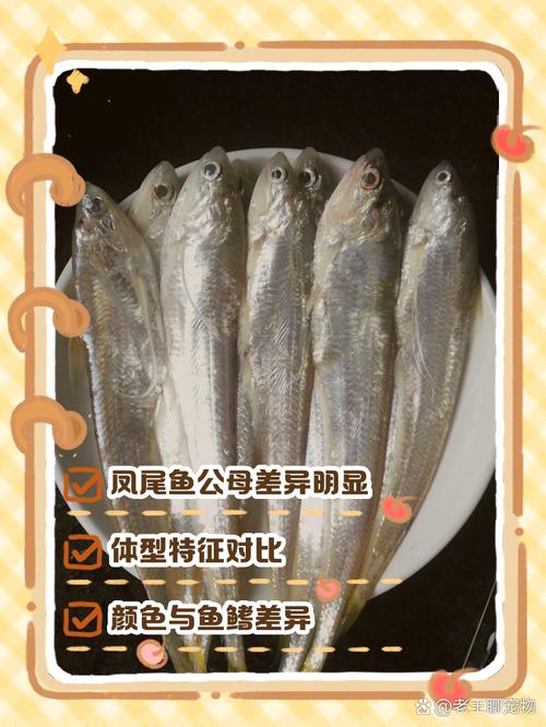 韩国凤尾鱼是海鱼吗(看学名产地和栖息环境区分海水淡水)