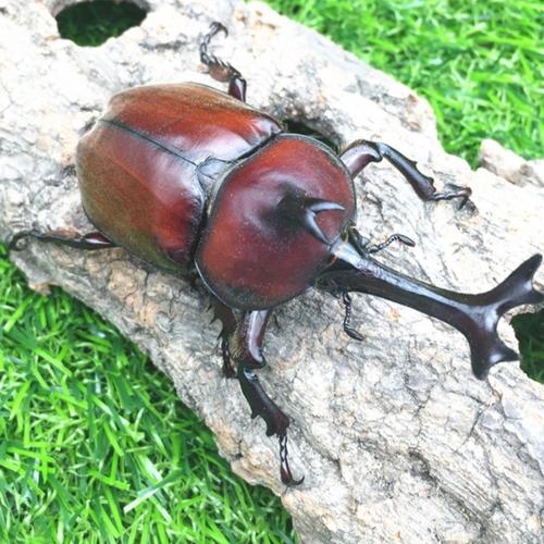 甲虫独角仙是昆虫吗(独角仙不是神话双叉犀金龟观赏与养护要点) 甲虫独角仙是昆虫吗(独角仙不是神话双叉犀金龟观赏与养护要点)