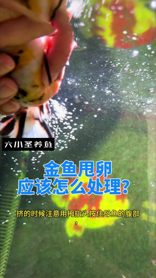 金鱼甩籽多久能出小鱼（水温调控与养护要点）