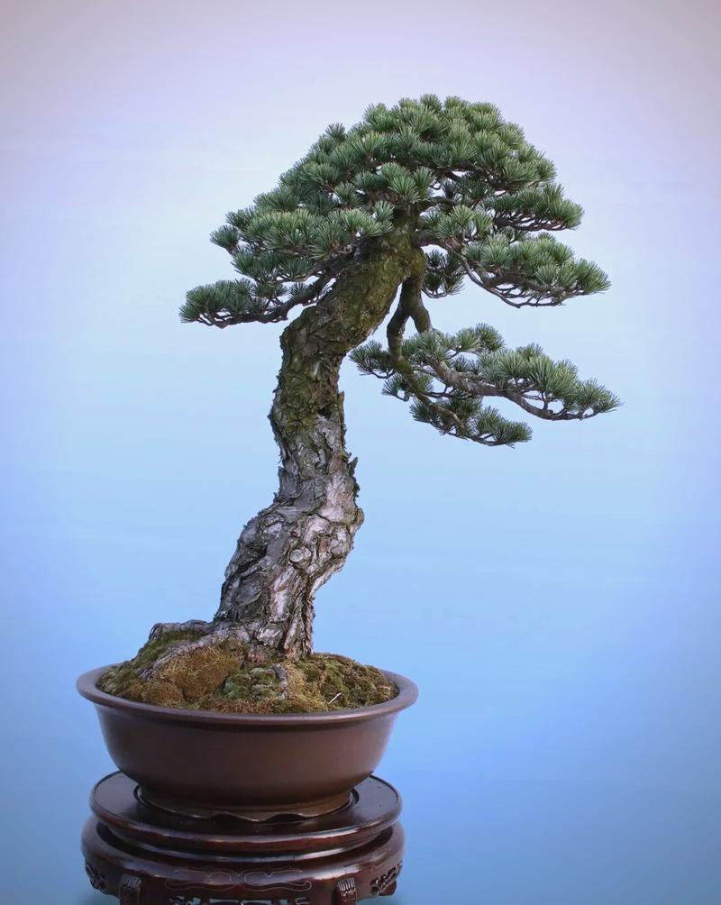 松针铺花盆上面好吗(透气保湿抑草,适合杜鹃等酸性植物)