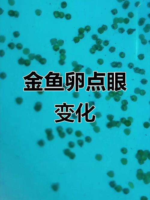 鱼卵孵化要几天变化图（温控喂养分缸与换水）