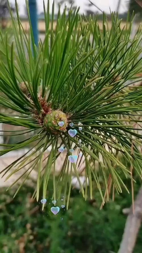 松针粉喂狗的正确方法（松针粉仅作犬类营养辅助，勿替主粮，观察不适就医）