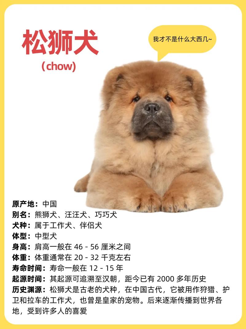 松狮为什么属于禁养犬（松狮禁养原因及各地法规差异要点）