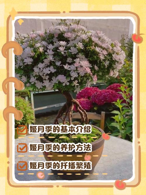 松树皮可以种月季花吗（松树皮覆盖月季盆栽，提升透气保水并改良基质）