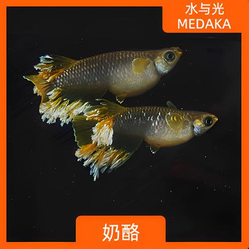 观背青鳉小鱼苗一般多久长大(青鳉成长时间线与养护要点及水温水质喂养) 观背青鳉小鱼苗一般多久长大(青鳉成长时间线与养护要点及水温水质喂养)