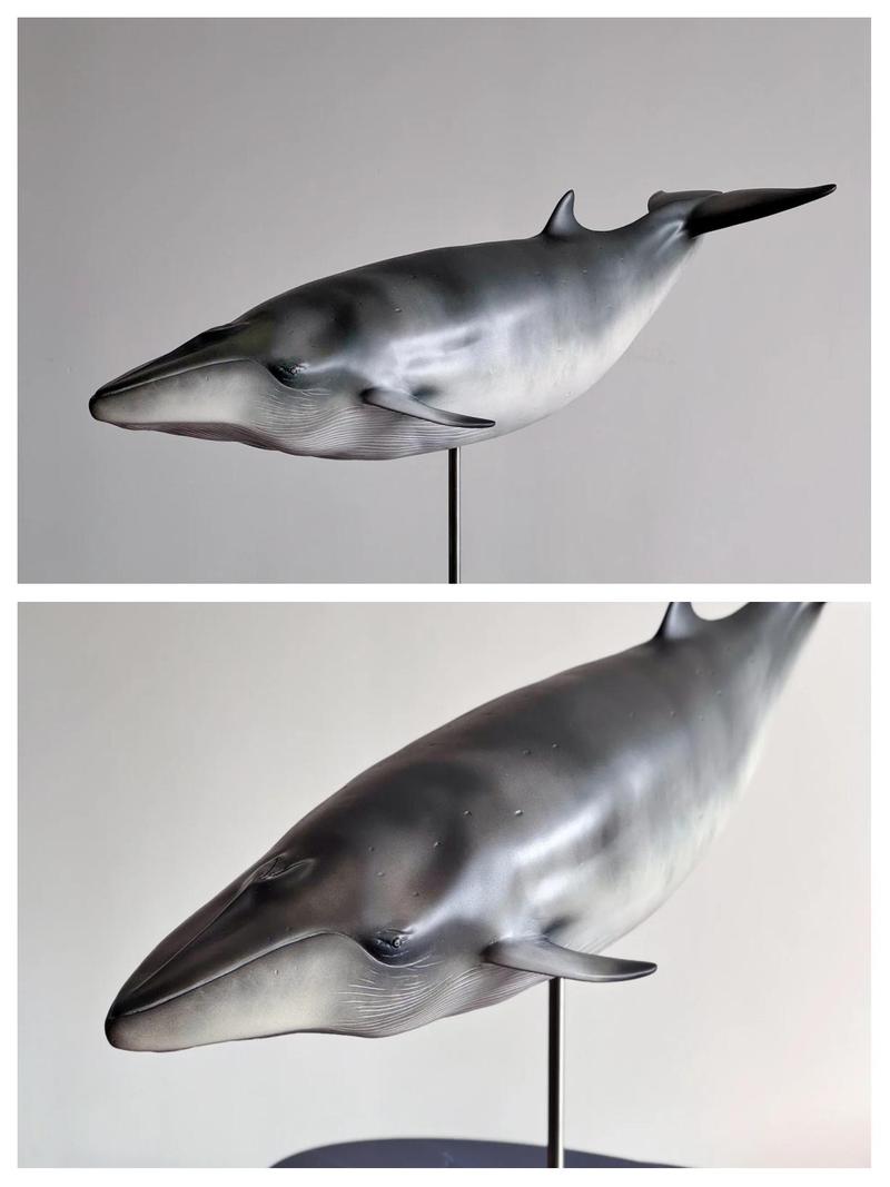 什么海洋公园有小须鲸（5.1米头部腐烂，舟山有领航鲸互动拍照）