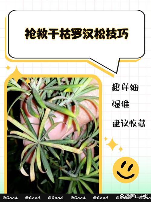 干燥枯萎的松针能直接种花吗（松针发酵基质更松透气，321泥炭蛭石配比，适合喜酸植物）