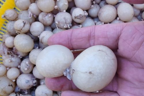 章鱼头里的大米是什么（章鱼头的白粒到底是卵还是米？健康与选购要点）