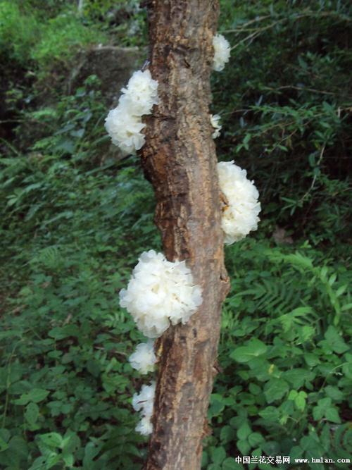 银耳长在什么地方（银耳栽培全解原生条件工厂化培育与核心产区）