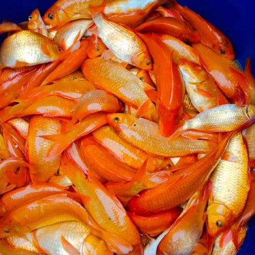 红鲤鱼吃凤尾鱼观赏鱼吗（红鲤吞食小型观赏鱼风险及分区养护要点）