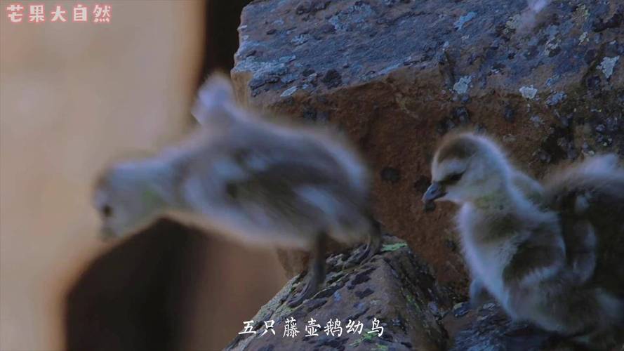 藤壶鹅为什么摔不死（北极藤壶鹅幼崽跳崖求生半存活率与环境压力）